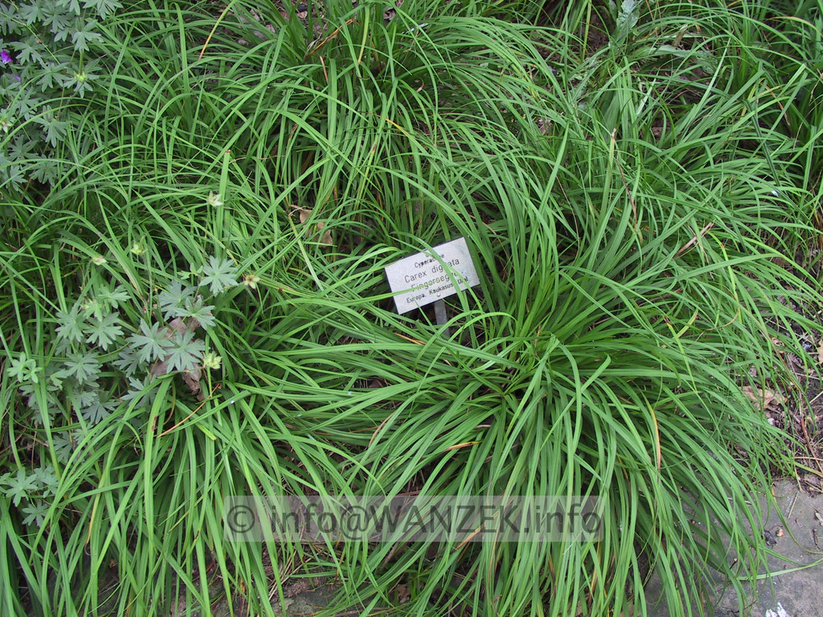 Carex digitata.JPG